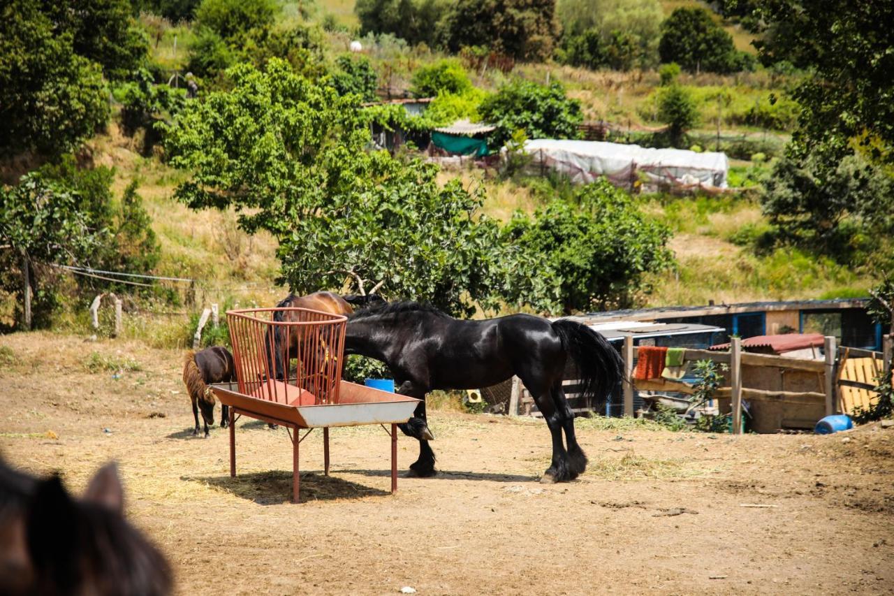 Mavi At Hotel Blue Horse Gumusdere Exterior foto