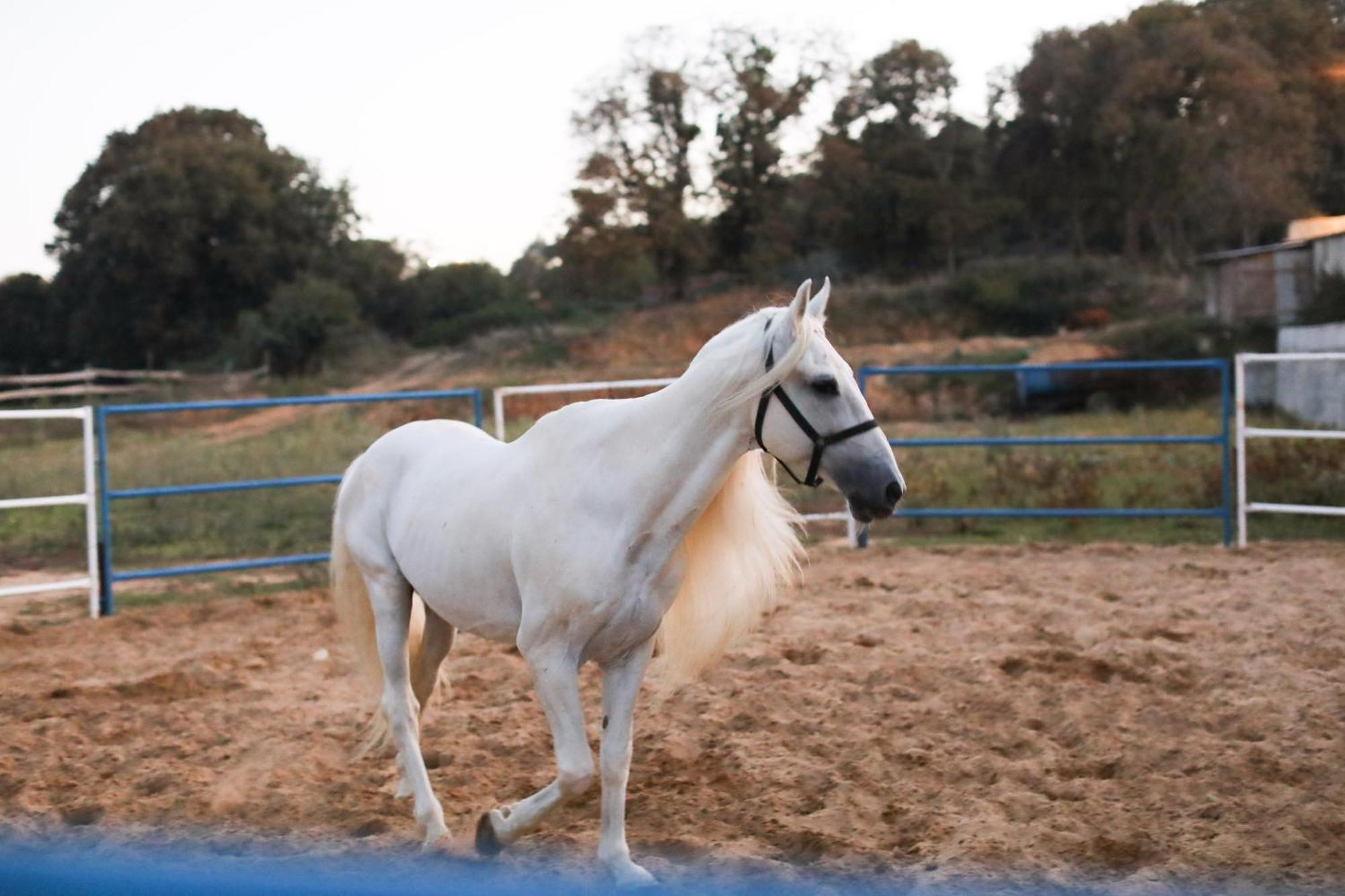 Mavi At Hotel Blue Horse Gumusdere Exterior foto
